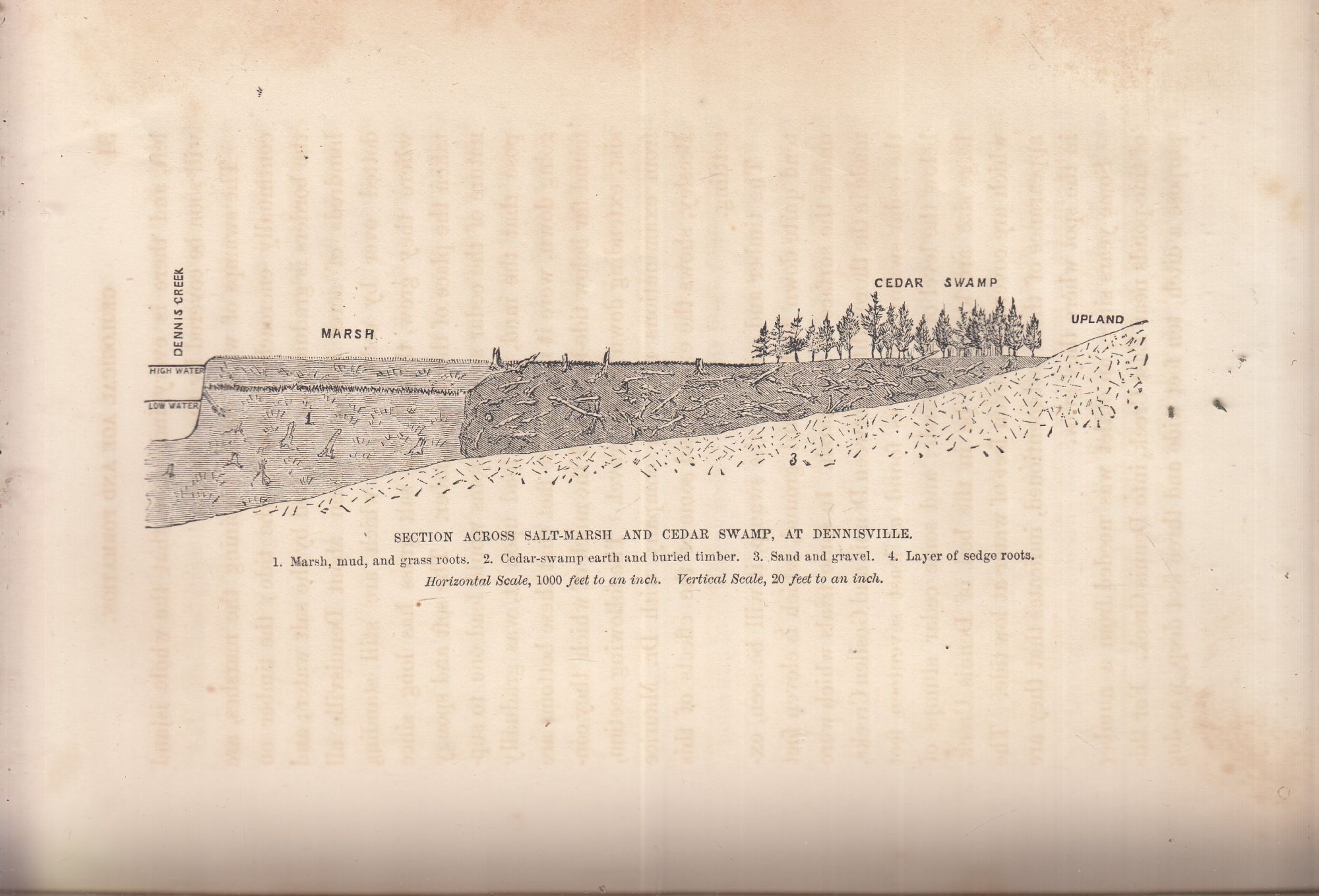Geology of Cape May County, State of New Jersey with large folding map ...