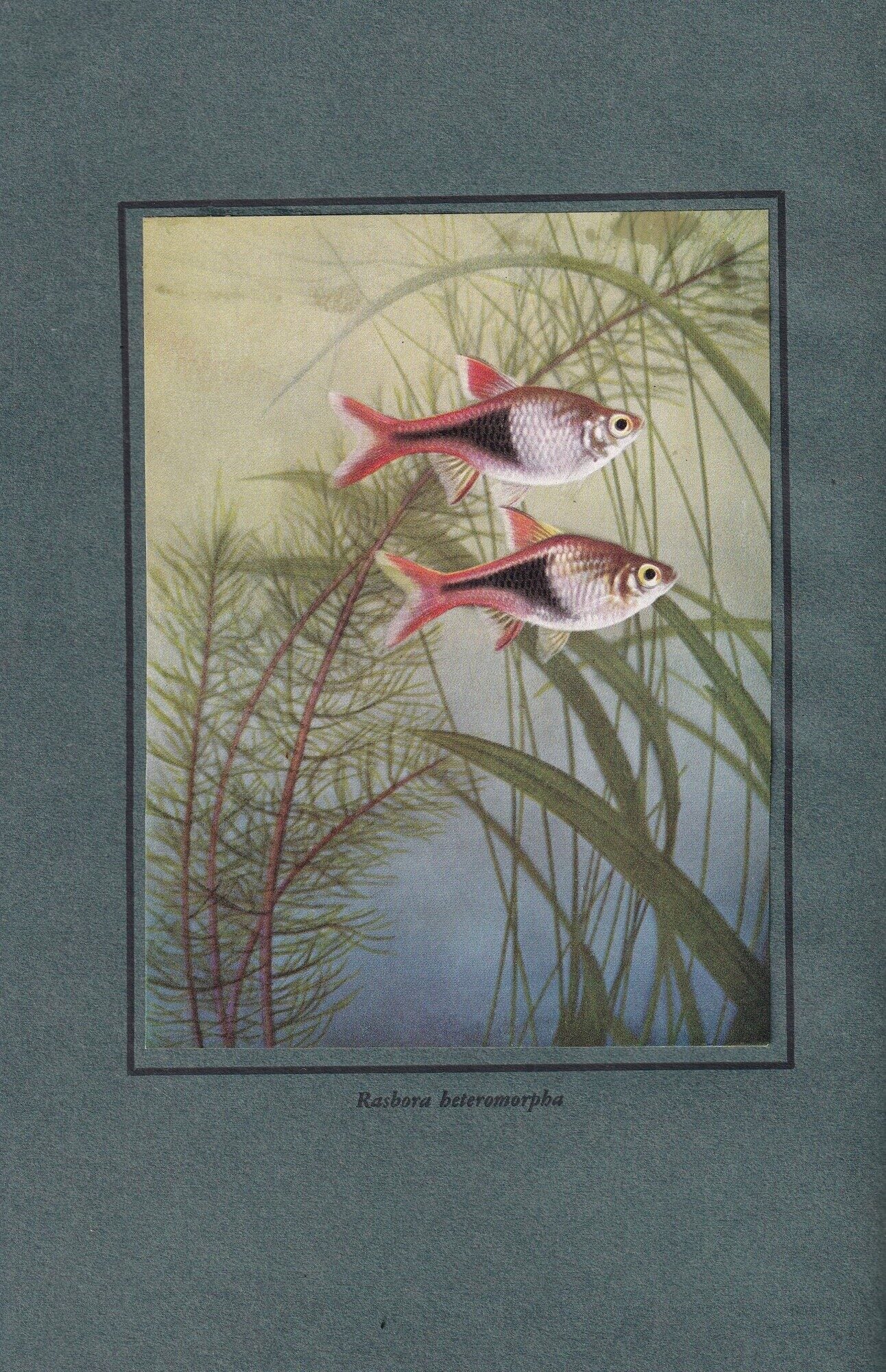 Exotic Aquarium Fishes: A Work of General Reference | William T. Innes