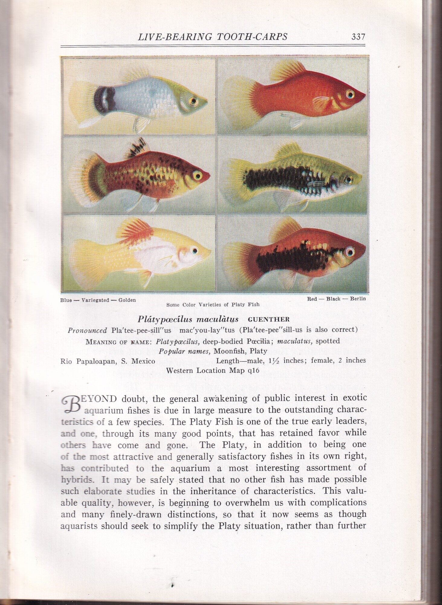 Exotic Aquarium Fishes: A Work of General Reference | William T. Innes