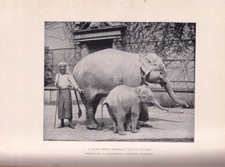 About Animals retold from St. Nicholas