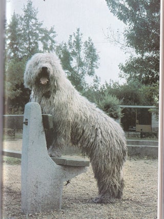 Hungarian Dog Breeds